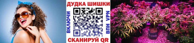 МАРИХУАНА сатива Надым